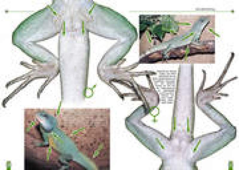 Preview: Die Grüne Wasseragame